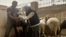 درعة تافيلالت.. حملات بيطرية لمراقبة الأضاحي وضمان جودة اللحوم