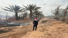 زاكورة: حريق مهول يلتهم واحة ترناتة ويستنفـر فرق الإطفاء