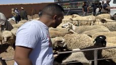 جولة في رحبة الماشية بورزازات.. أسعار الأضاحي تتراوح بين 2500 و6000 درهم وسط إقبال متفاوت