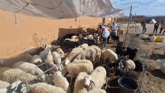 وفرة في القطيع وارتفاع في الأسعار.. جمعية لحماية المستهلك تدعو إلى محاربة المضاربة بأسواق الأضاحي