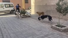 ورزازات.. الكلاب الضالة تثير مخاوف التلاميذ والأسر خلال التوجه إلى المؤسسات التعليمية